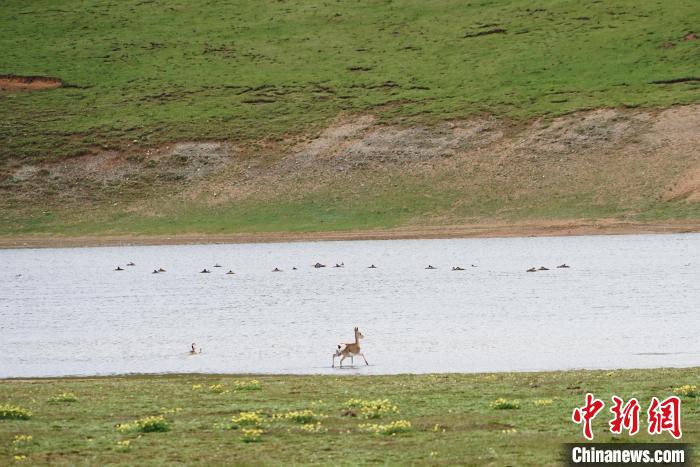 圖為藏原羚在扎陵湖中飲水嬉戲?！●R銘言 攝